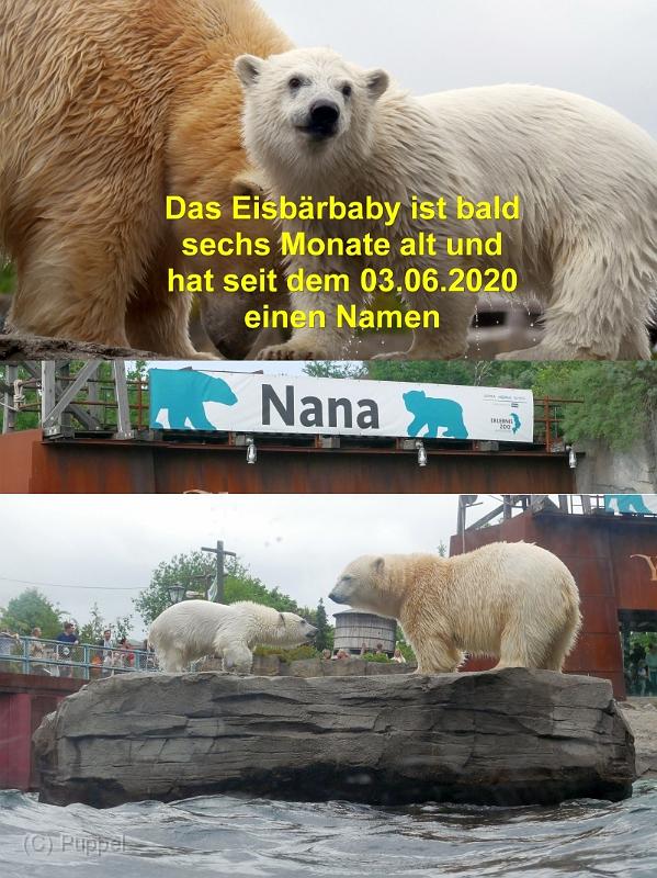 2020/20200611 Zoo Eisbaerbaby Nana/index.html